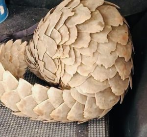 Five arrested for allegedly trying to sell a Pangolin for R500,000 in Mpumalanga