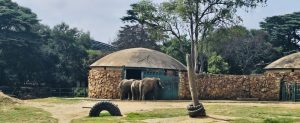 Court decides three of Joburg Zoo’s Ellies should stay put